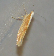 Argyresthia semitestacella