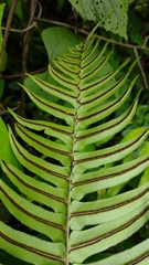 Blechnum appendiculatum