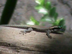 Phelsuma ornata