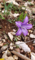 Campanula parryi