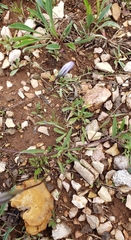 Campanula parryi