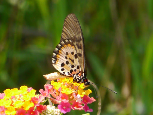 Acraea egina