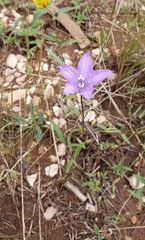 Campanula parryi