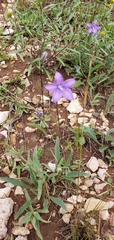Campanula parryi