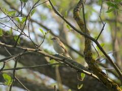 Ficedula hypoleuca