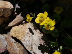 Ranunculus eschscholtzii oxynotus