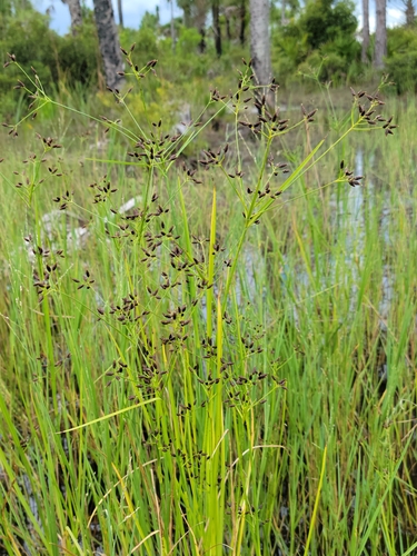 Image of Rhynchospora nitens by (c) Jay Horn, some rights reserved (CC BY)