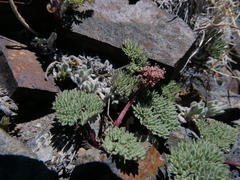 Cymopterus cinerarius