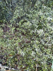 Coprosma microcarpa