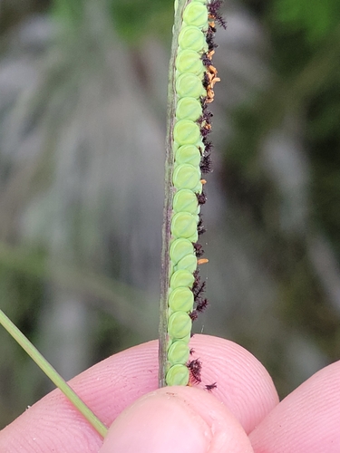 Image of Paspalum praecox by (c) Jay Horn, some rights reserved (CC BY)