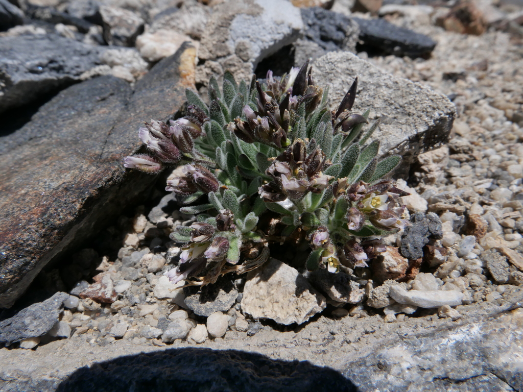 daggerpod from Mono County, CA, USA on June 13, 2022 at 03:38 PM by ...