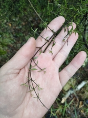 Coprosma microcarpa
