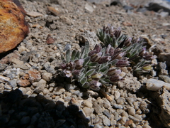 Anelsonia eurycarpa