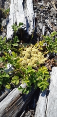 Glehnia littoralis leiocarpa
