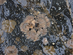 Dendrobeania lichenoides