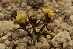 Orochaenactis thysanocarpha