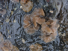 Dendrobeania lichenoides