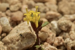 Orochaenactis thysanocarpha