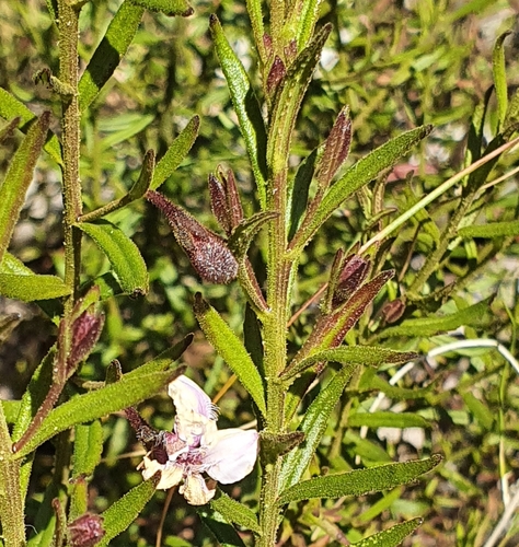 Coopernookia barbata (Coopernookia barbata)
