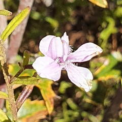 Coopernookia barbata