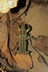 Austropotamobius pallipes