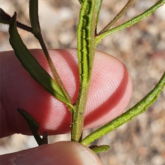 Coopernookia barbata