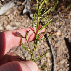 Coopernookia barbata