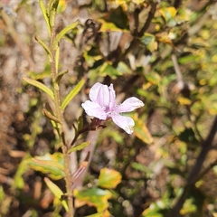 Coopernookia barbata