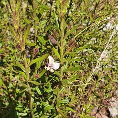 Coopernookia barbata