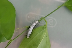 Heliconius charithonia