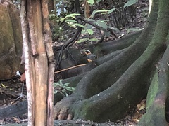 Cossypha niveicapilla