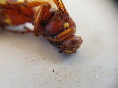 Sphecius convallis