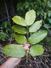 Steganthera laxiflora