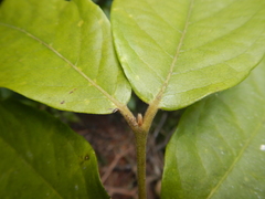 Steganthera laxiflora