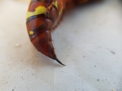 Sphecius convallis
