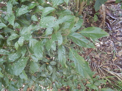 Endiandra muelleri bracteata