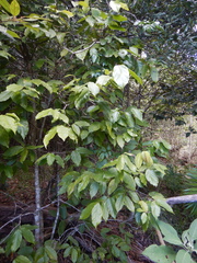 Steganthera laxiflora