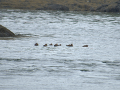 Somateria mollissima