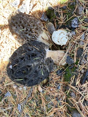 Morchella tomentosa