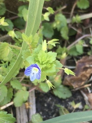 Veronica persica