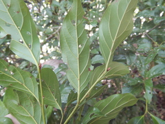 Endiandra muelleri bracteata