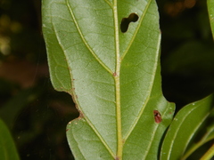Endiandra muelleri bracteata