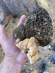 Morchella tomentosa