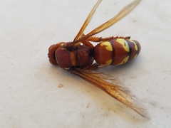 Sphecius convallis
