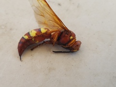 Sphecius convallis