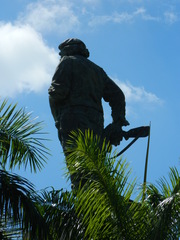 Roystonea borinquena