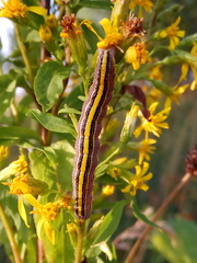 Cucullia asteris