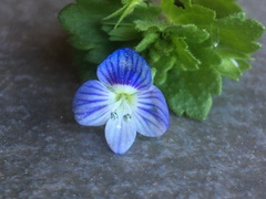 Veronica persica