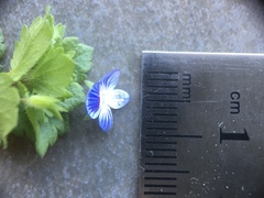 Veronica persica