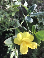 Chrysojasminum humile